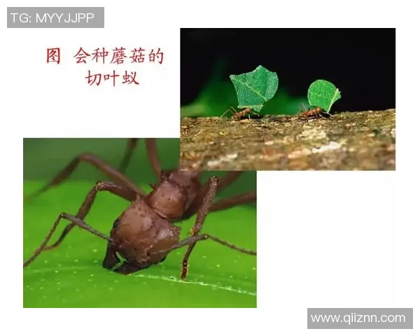 蚂蚁足球梦幻之旅探索小小生物如何在绿茵场上展现大智慧